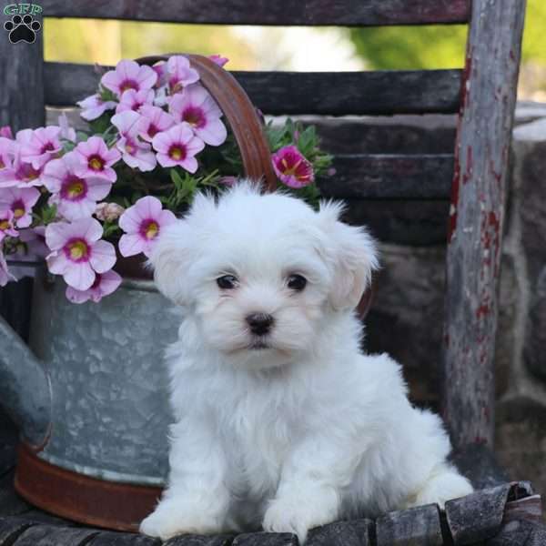 Mia, Teddy Bear Puppy